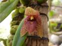 Bulb. disciflorum